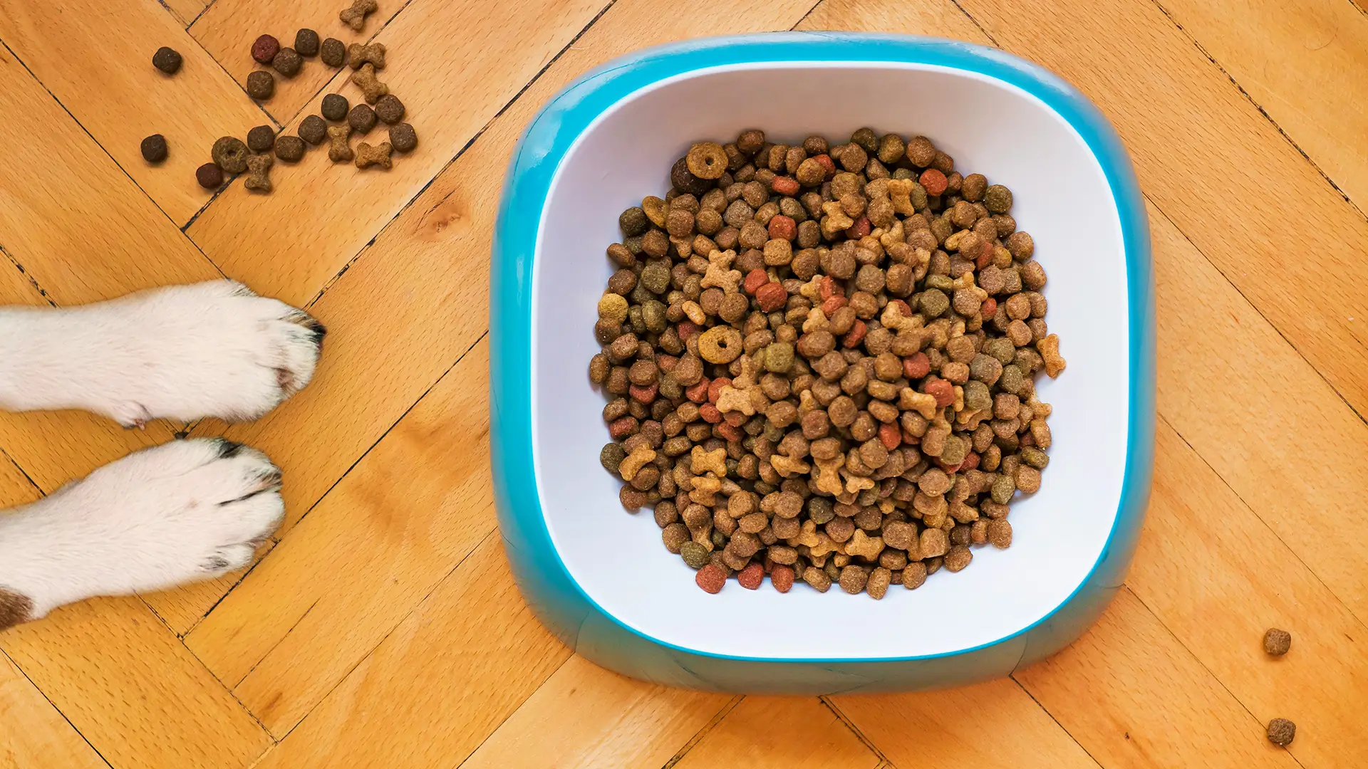 Top 10 Nutritional Benefits of High-Quality Pet Food